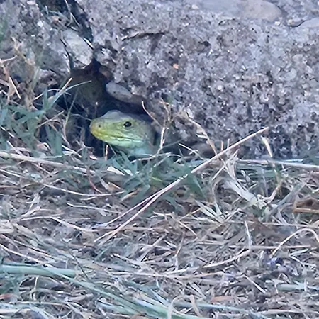 Rural Portilla De Monfraguee Hotel Toril (Caceres)