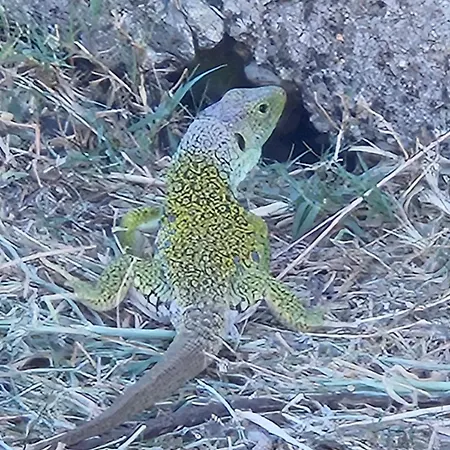 Rural Portilla De Monfraguee 2* Toril (Caceres)