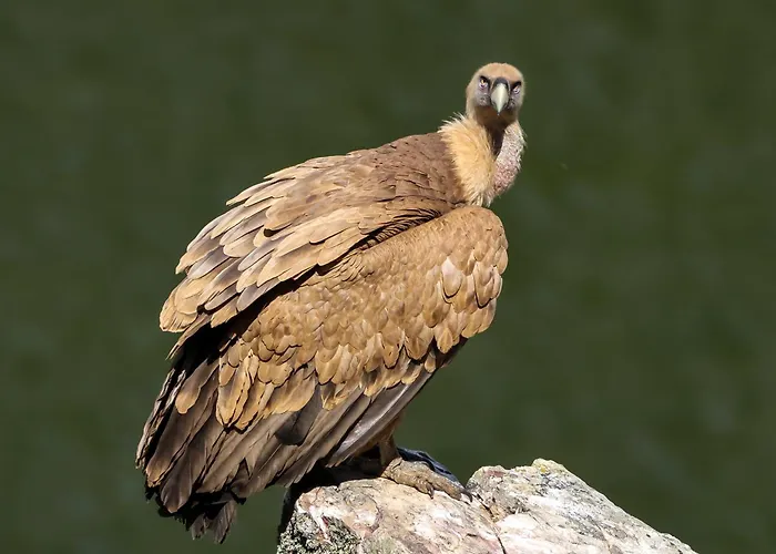 Hotel Rural Portilla De Monfraguee Toril (Caceres)