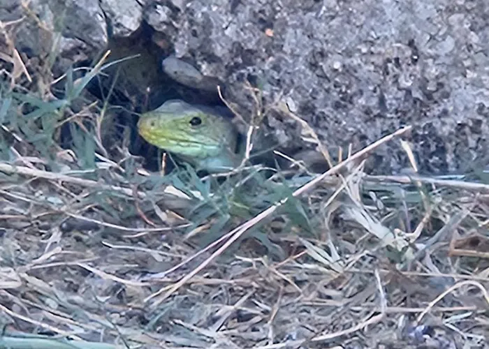 Rural Portilla De Monfraguee Hotel Toril (Caceres)