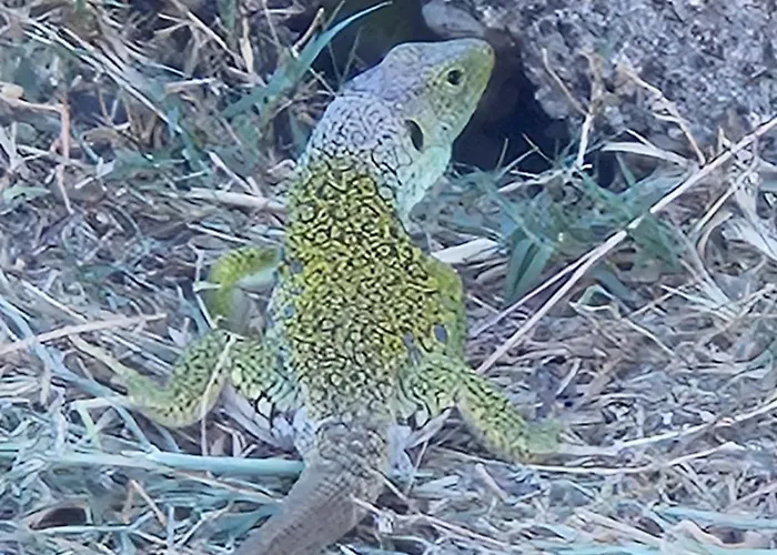 Rural Portilla De Monfraguee 2* Toril (Caceres)